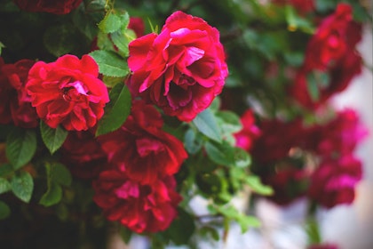 red floribunda rose bush