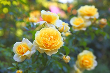 Yellow Rose Bush in garden