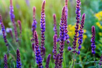 purple sage salvia divinorum closeup with blurred yellow flowers in background