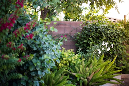 shrubs assorted - bougainvillea asparagus fern roses az