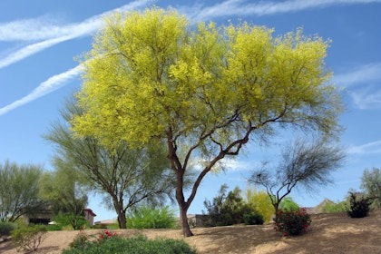 tree palo verde fabaceae parkinsonia microphyllum