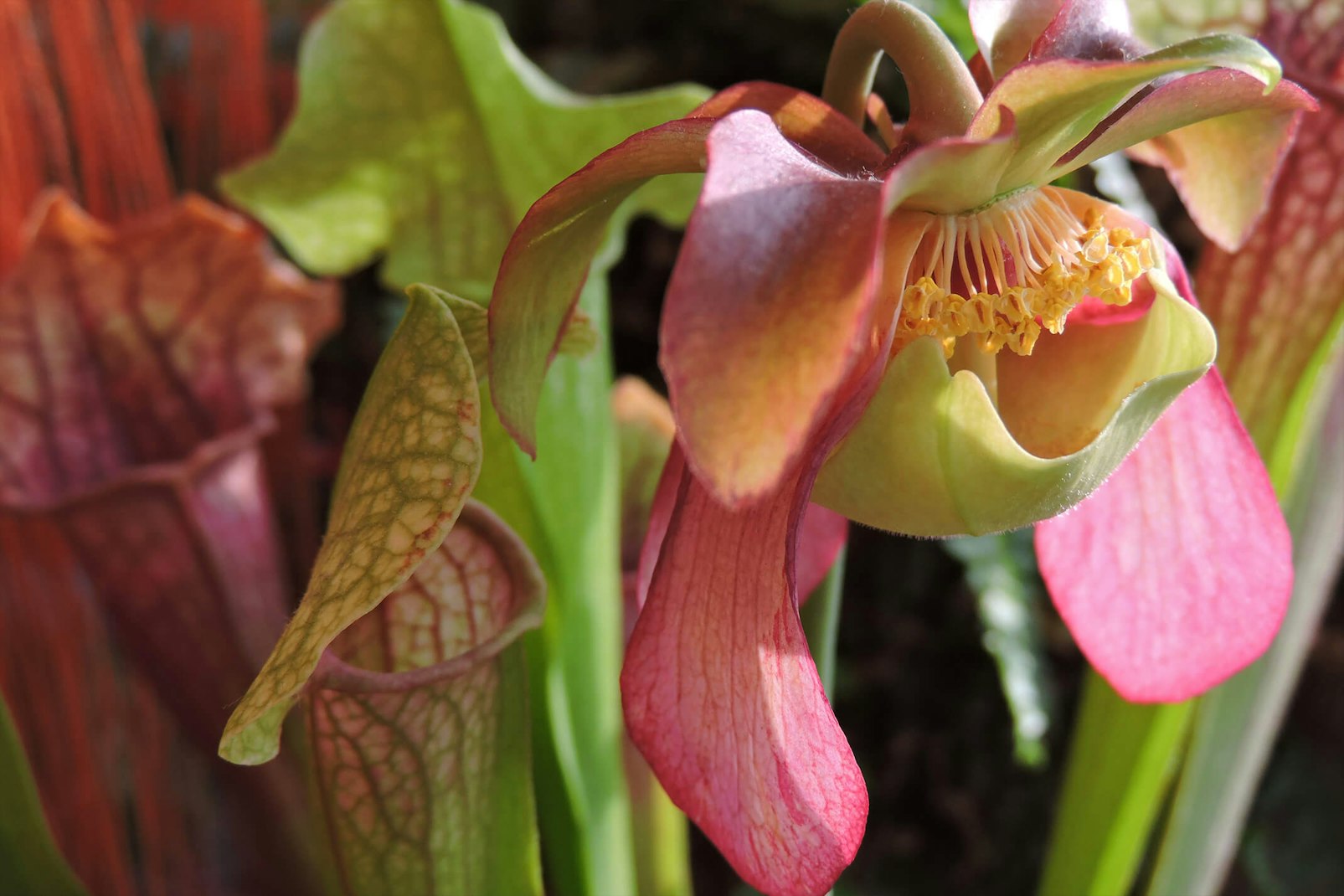 Plants Arizona SummerWinds Nursery