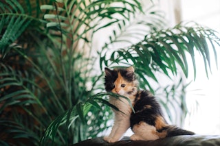 Majesty palm plant with kitten - indoors