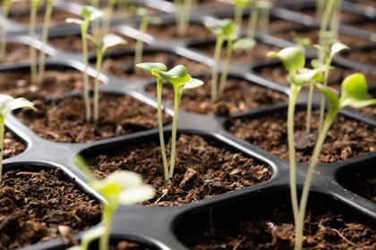 Planted seeds beginning to grow in tray