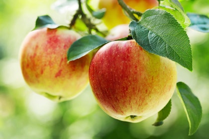 Two apples on an apple tree - closeup