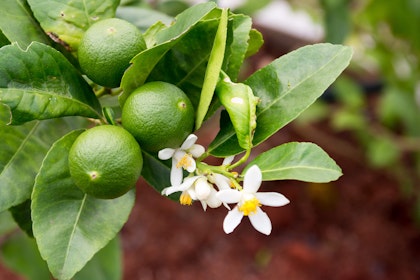 Lime tree with limes and blossoms