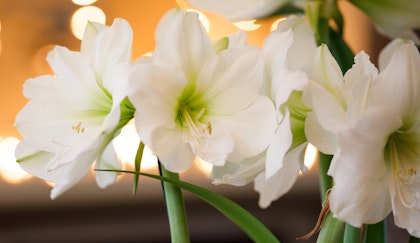 White Amaryllis blooms up close with lovely warm light in the background