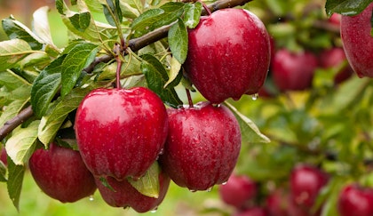 Red delicious apples ripe and ready to pick hanging from a tree branch