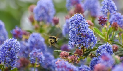 California Native called Ceanothus or Wild Lilac with a pollinator honey bee buzzing around