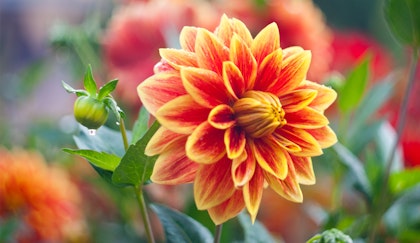 Dahlia summer flowering bulb