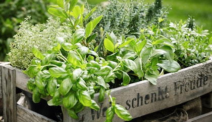 Various herbs, such as basil, thyme, oregano, and rosemary in a wooden crate with Duetch on the front