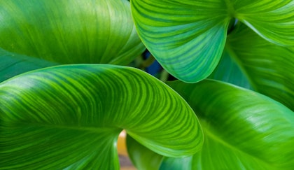 Tropical houseplant, elephant ears leaves up close