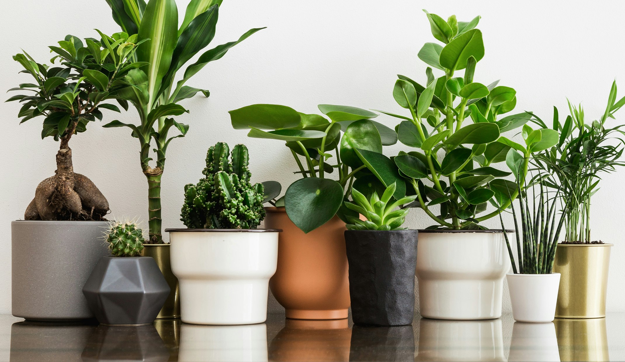 Plants California SummerWinds Nursery