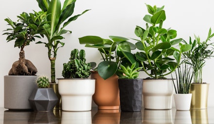 An assortment of different types of potted houseplants lined ina row on a table