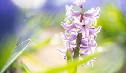 Hyacinth blossom