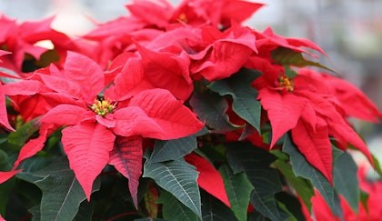 Red poinsettia