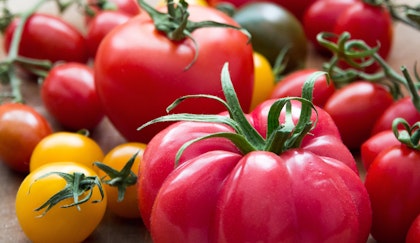 Hybrid and heirloom tomatoes