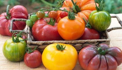 Heirlooom tomatoes in a basket