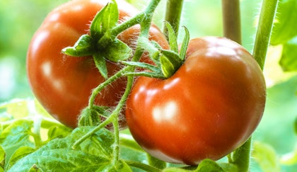 Healthy tomatoes hanging on the tomato plant