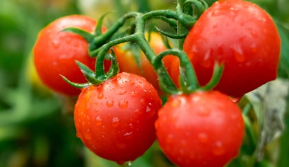 Hybrid tomatoes fresh on the vine
