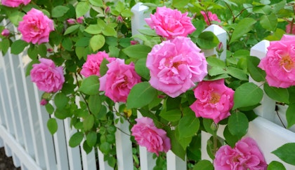 Pink hybrid tea roses bloom through white picket fence