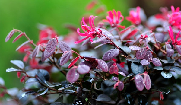 Pink Chinese Fringe Flower Shrub also known as Loropetalum
