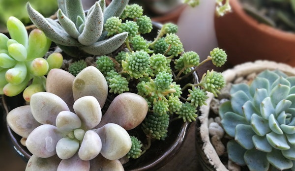 Assorted succulents potted together and individually