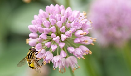 Allium bloom, a spring bulb flowering with a pollinator bee looking for nectar