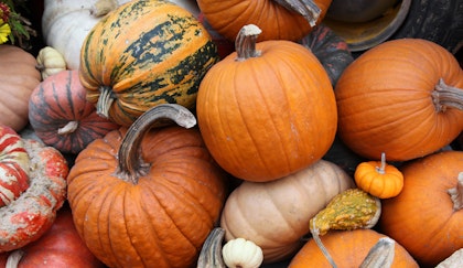 Top view of an assortment of pumpkins and gourds stacked on top of each other