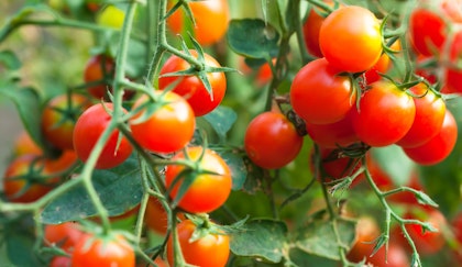 Cherry tomatoes fresh on the tomato plant