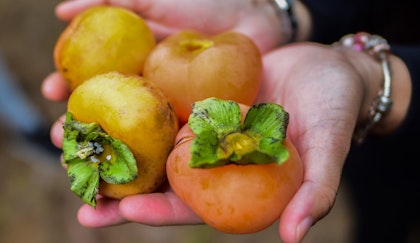 Woman holding 4 persimons fruit in her hands close up