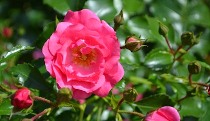 Magenta carpet roses