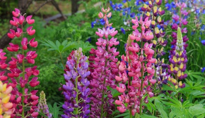 Garden full of colorful lupine perennials
