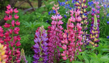 Garden full of colorful lupine perennials