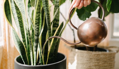 Watering a sansevieria, otherwise known as a  snake plant houseplant