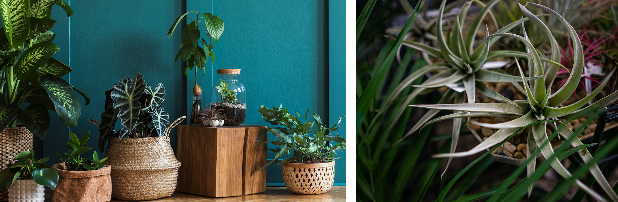 2 houseplant images: left - a vareity of houseplants against a deep teal blue wall; right - a closeup of tillandsias and a palm houseplant