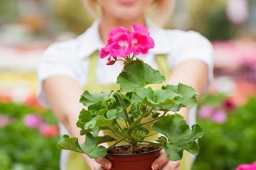 Close up of pink geraniums being held by blurred garden center associate