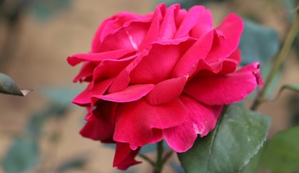 Single Mr. Lincoln red rose