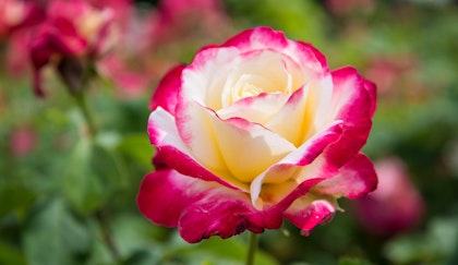 Close up of a Double Delight rose