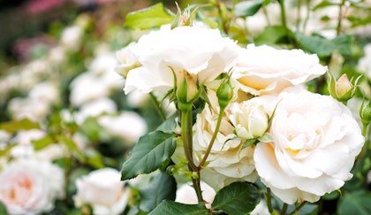 White roses in garden surrounded by many more white roses and some light pink roses