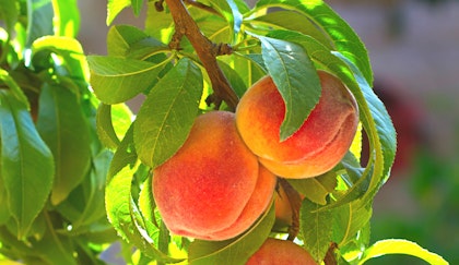 Peach tree close up with ripe fruit ready to pick