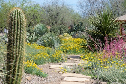 desert garden in bloom with yellow and pink flowers, cacti and agave