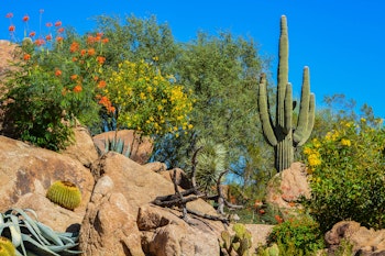 Desert landscape with rock, cacti, agave, and pink and yellow flowers