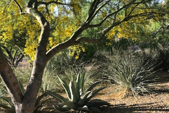 Yellow flowering shade tree in desert landscape with agave plants