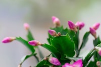Pink Thanksgiving Cactus Houseplant (sometimes called Christmas cactus as a general category)