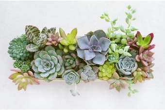 a variety of potted succulent centerpiece with a variety of succulents 