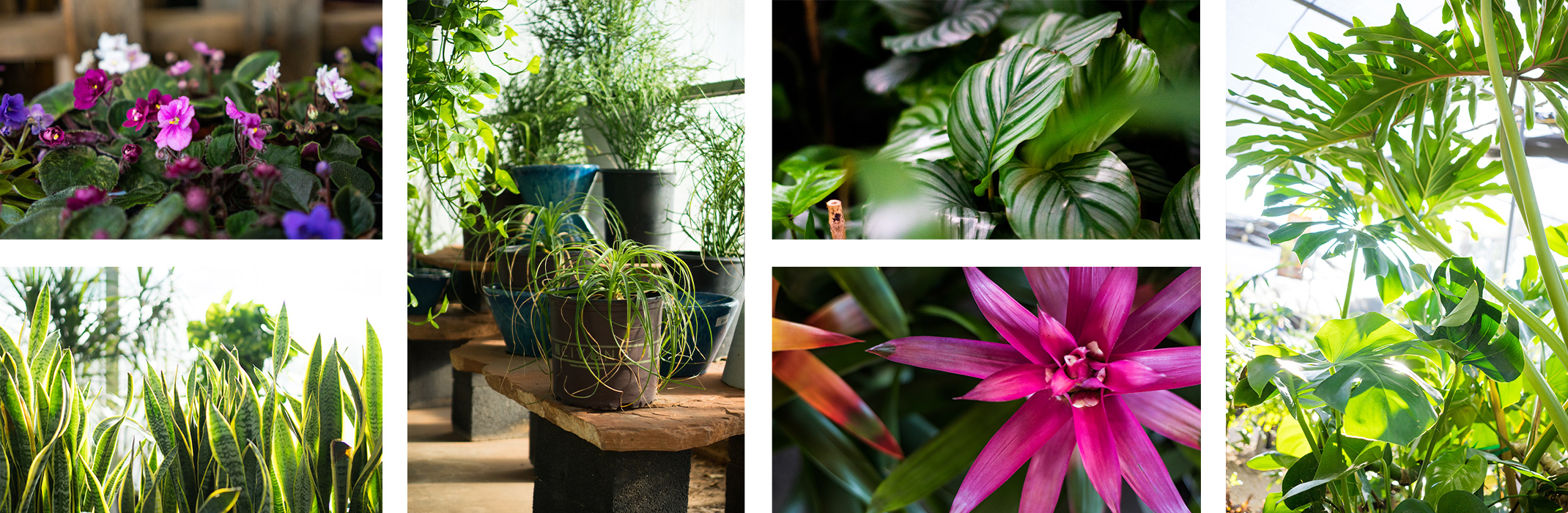 A collage of 6 images of houseplants: African Violets, Snake Plants, Spider Plants & Pothos, Calathea, Bromeliads and Monsteras