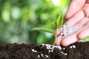 Plants start in soil outdoors with person adding fertilizers to the soil