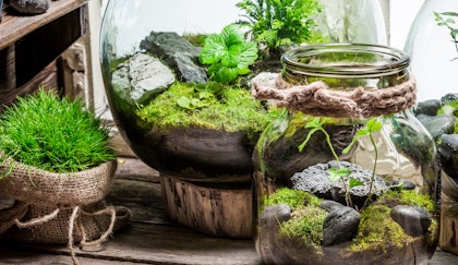 Terrariums in jars and large glass jugs on wooden table next to moss wrapped in burlap