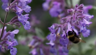 Bee Pollinating Purple Penstemon